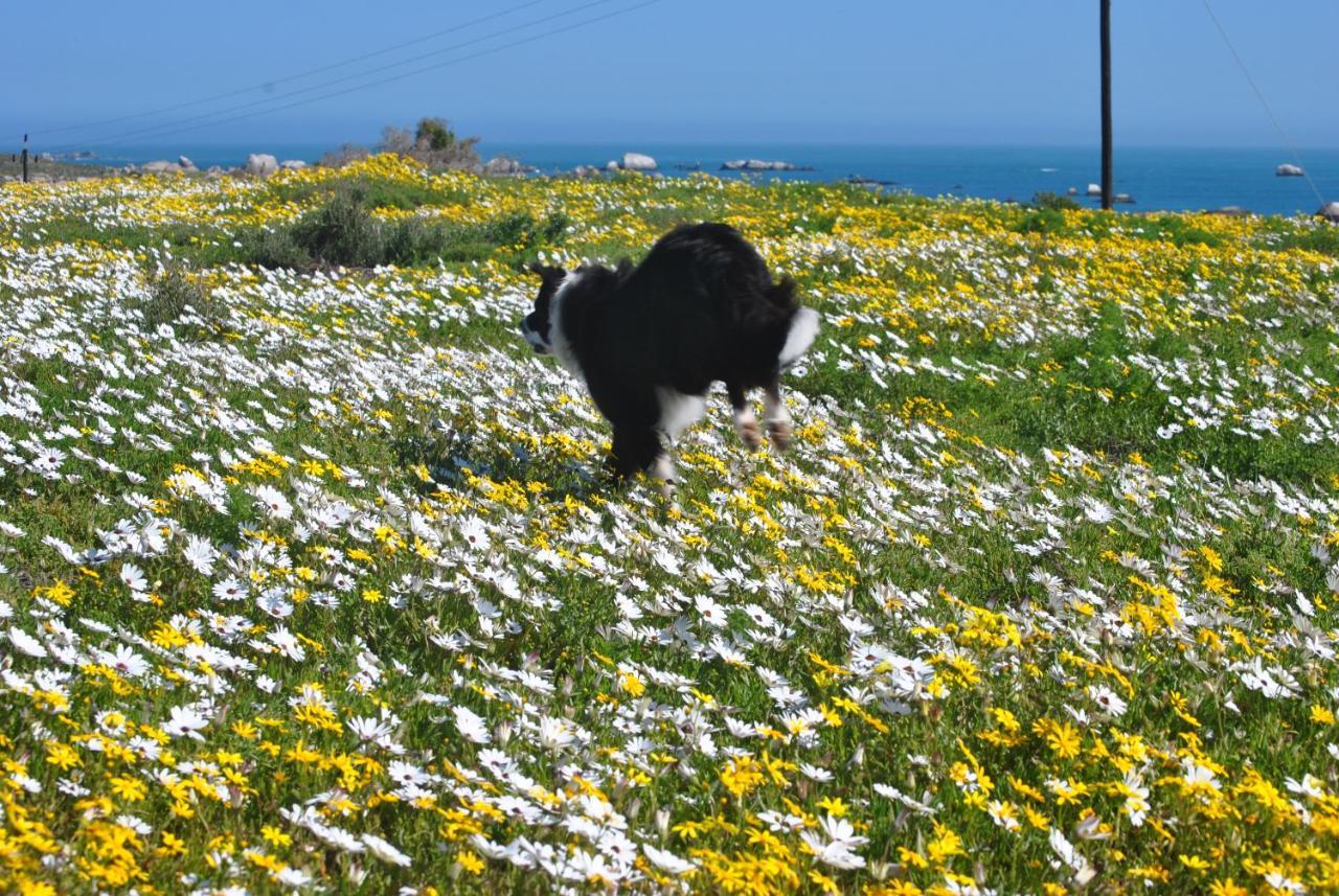 Stay At Bokkoms In Paternoster Self Catering Accommodation Zewnętrze zdjęcie